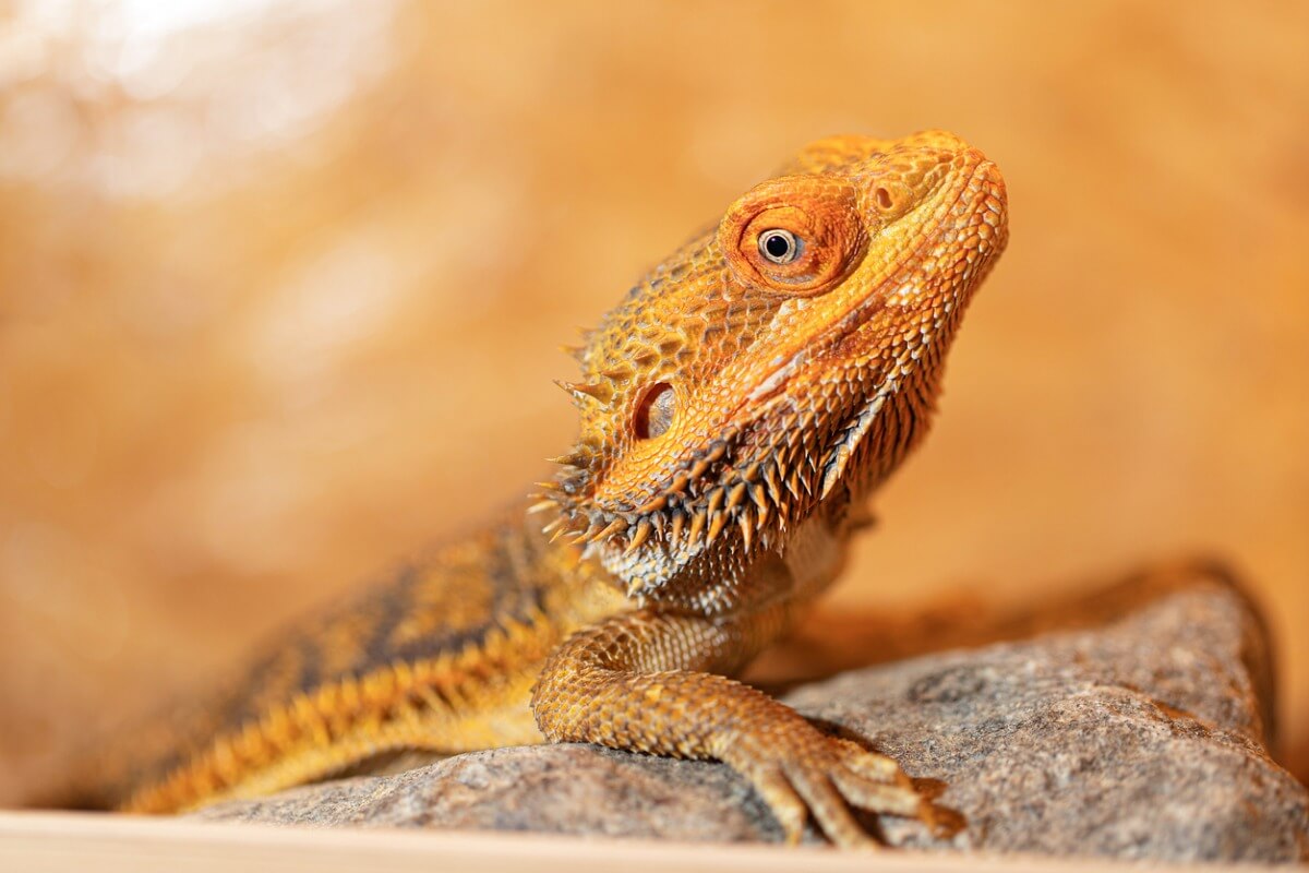 A pogona.