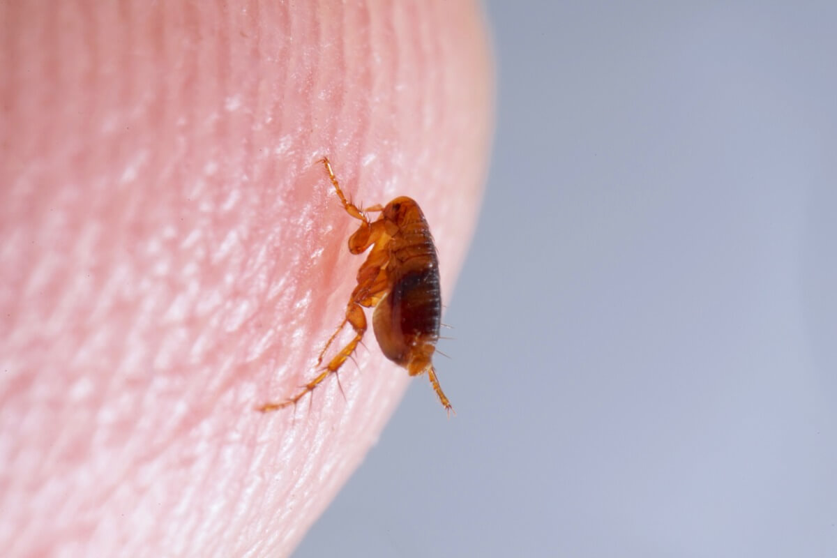 Você sabe como se livrar das pulgas em casa?