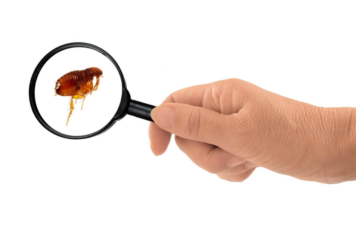 A magnified flea.