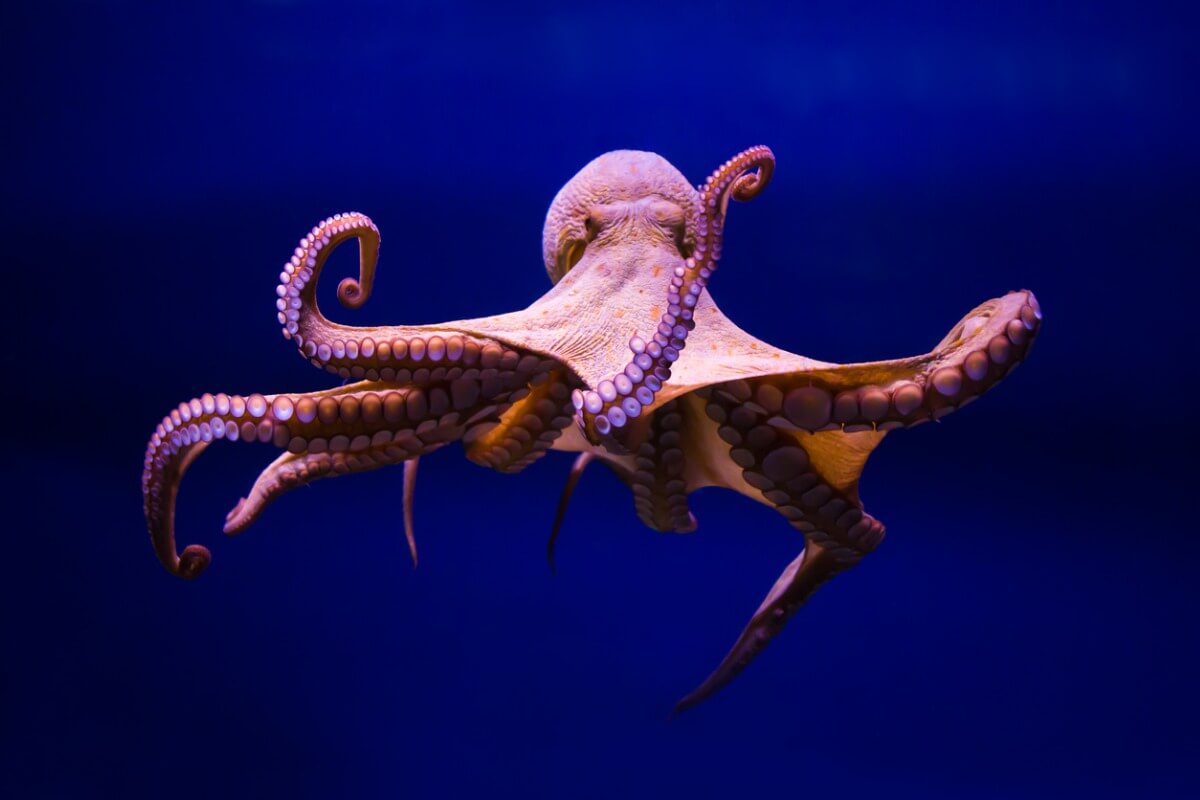 Un pulpo en el mar.