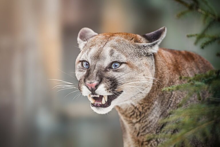 Alimentación del puma