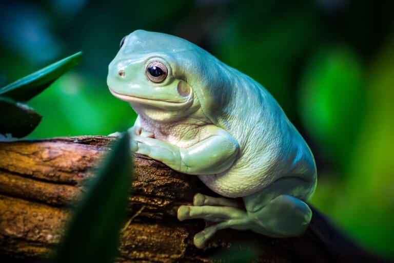 7 cuidados para tener una rana como mascota