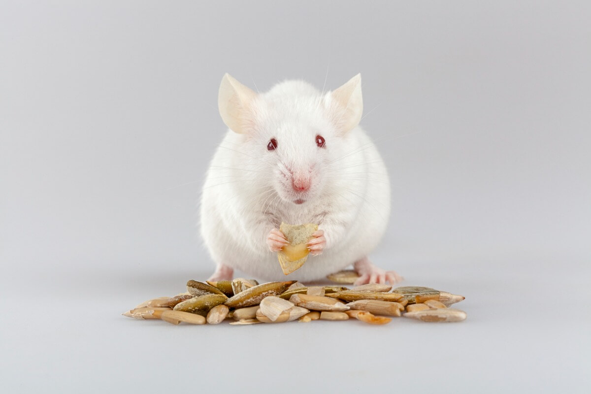 ¿Qué comen los ratones?