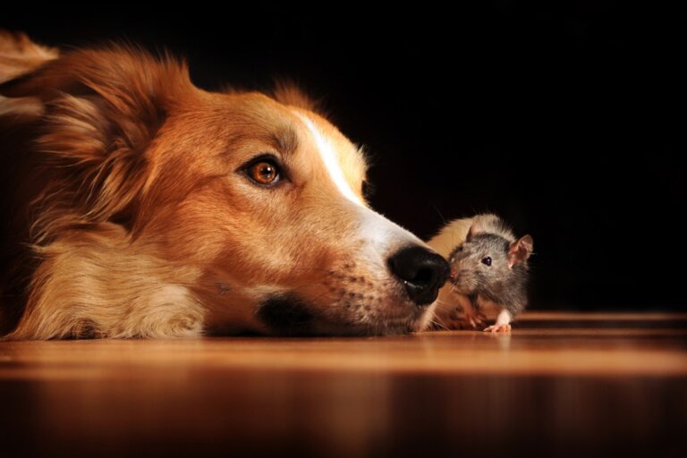 Perros y roedores: ¿pueden convivir?