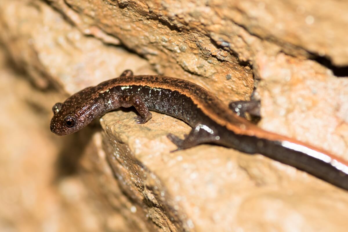 Salamandra rabilarga: hábitat y características