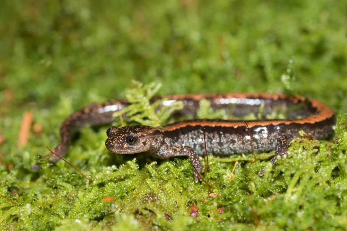 Una salamandra rabilarga.