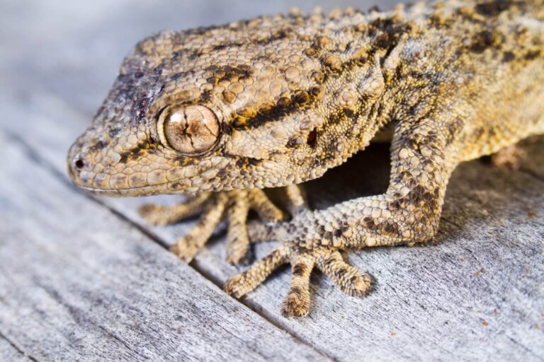 ¿Es posible tener una salamanquesa como mascota?