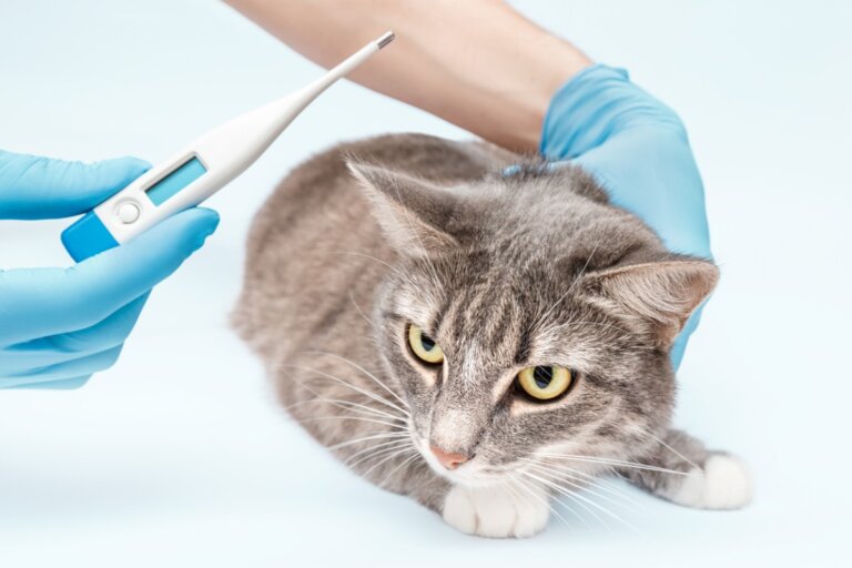 Salmonelosis en gatos: síntomas y tratamiento
