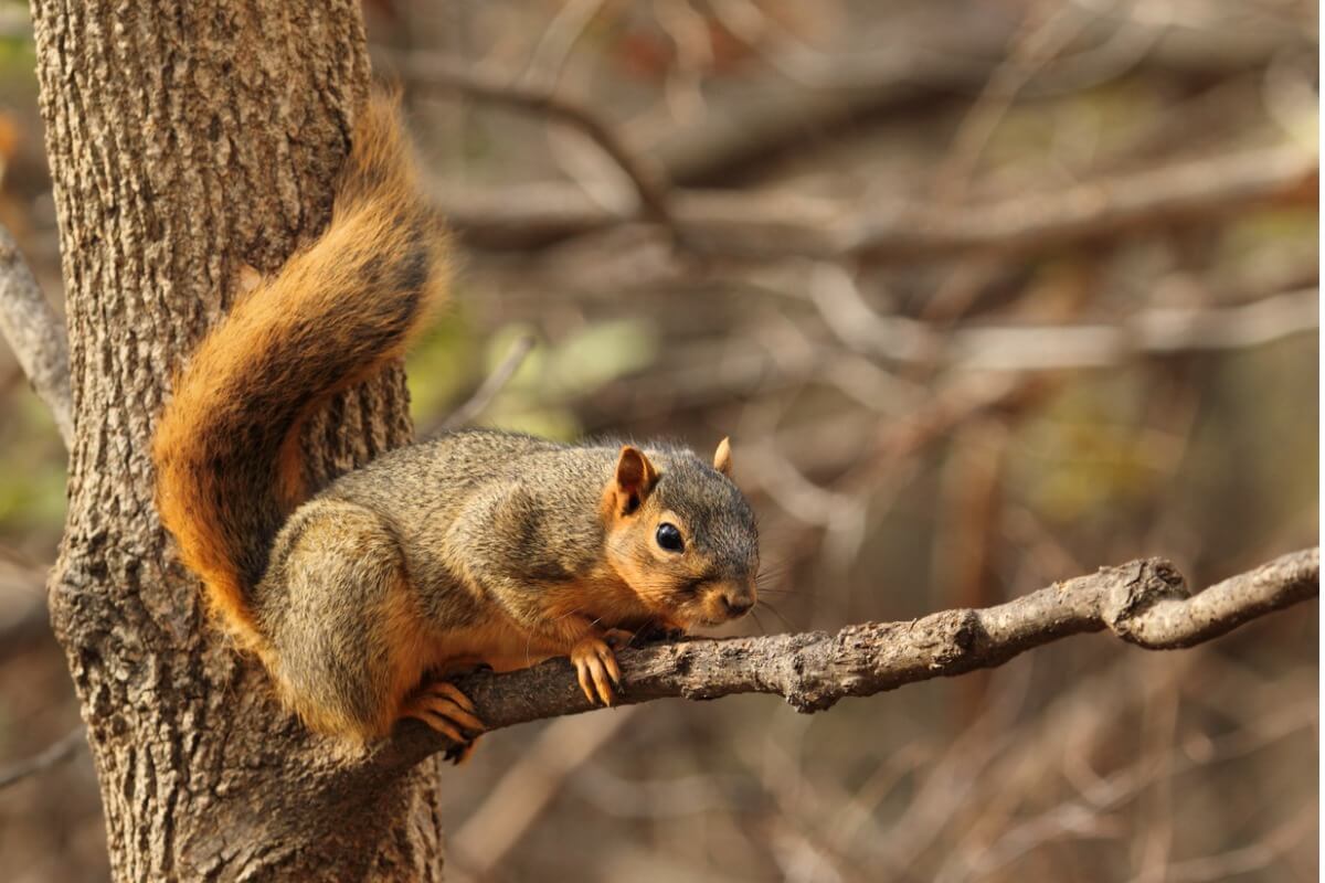 A fox squirrel.
