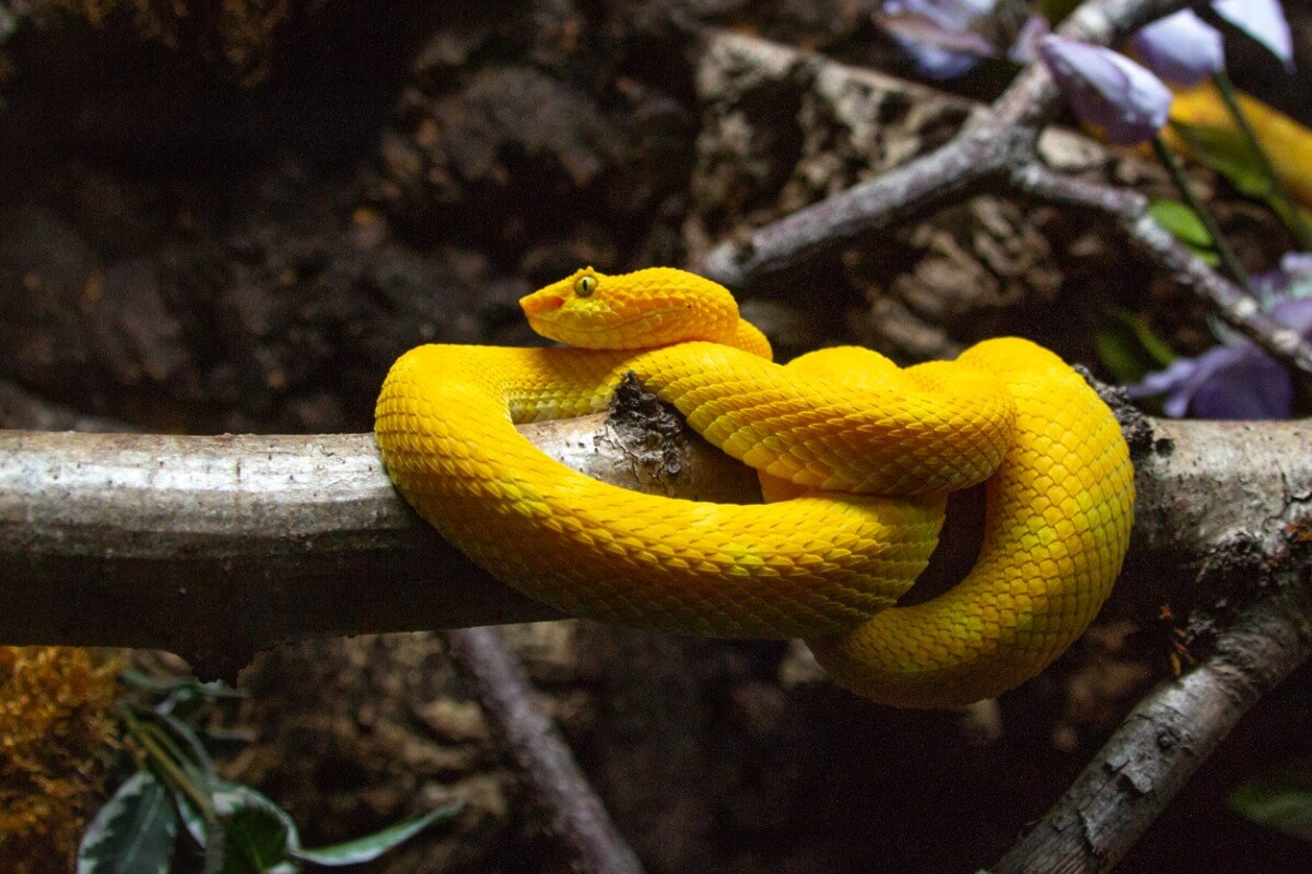 Uno de los animales más bellos de Perú.