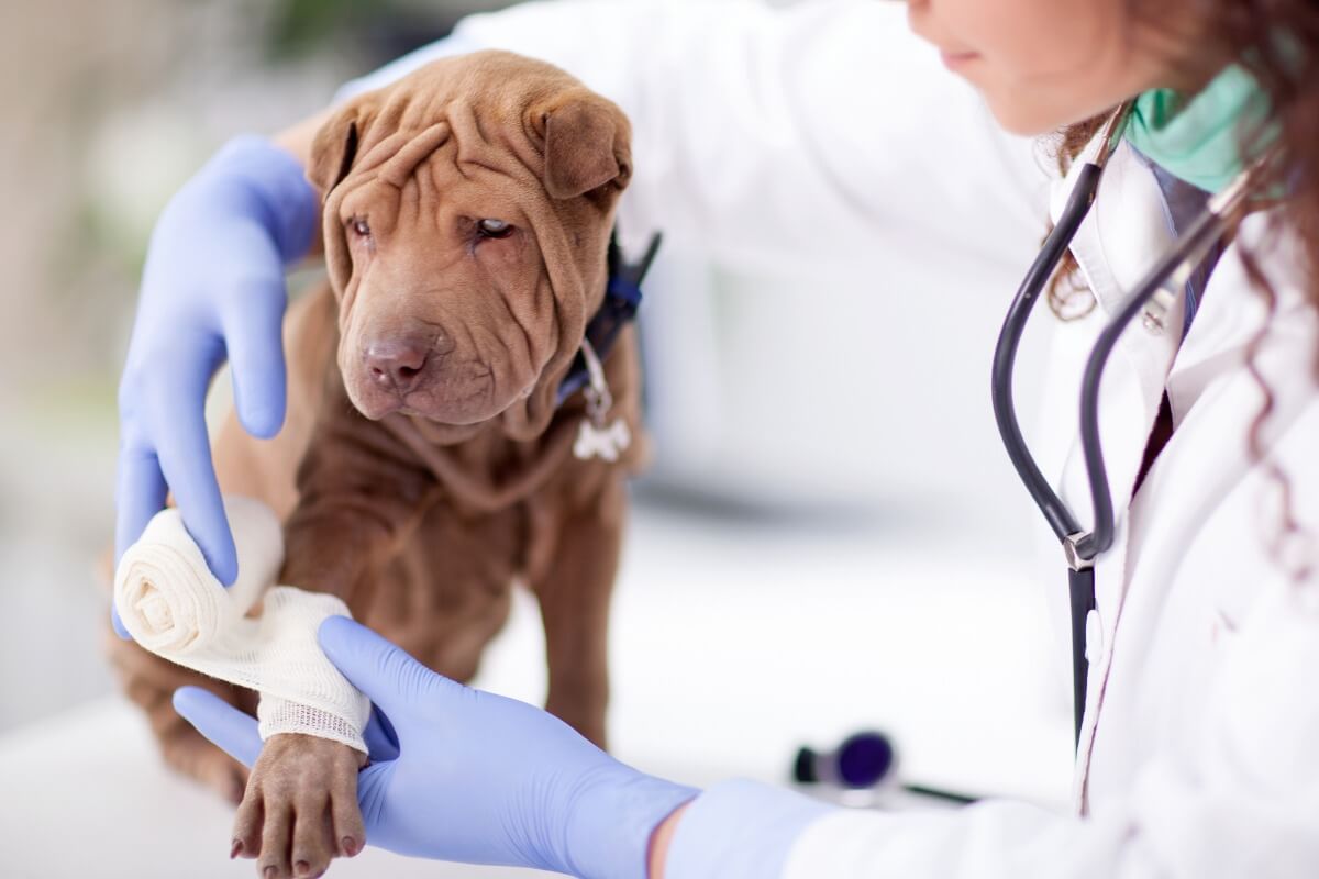 Un shar pei enfermo en el veterinario.