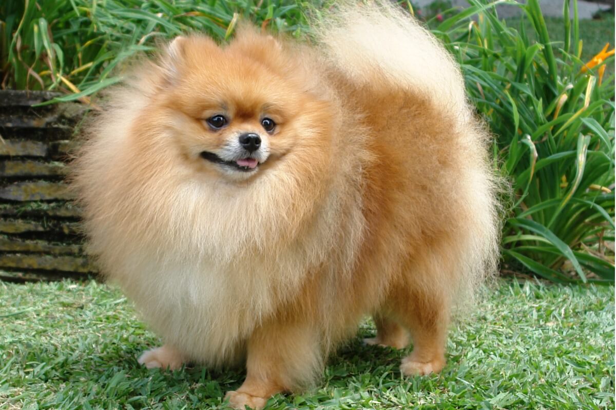 spitz cinsi köpek