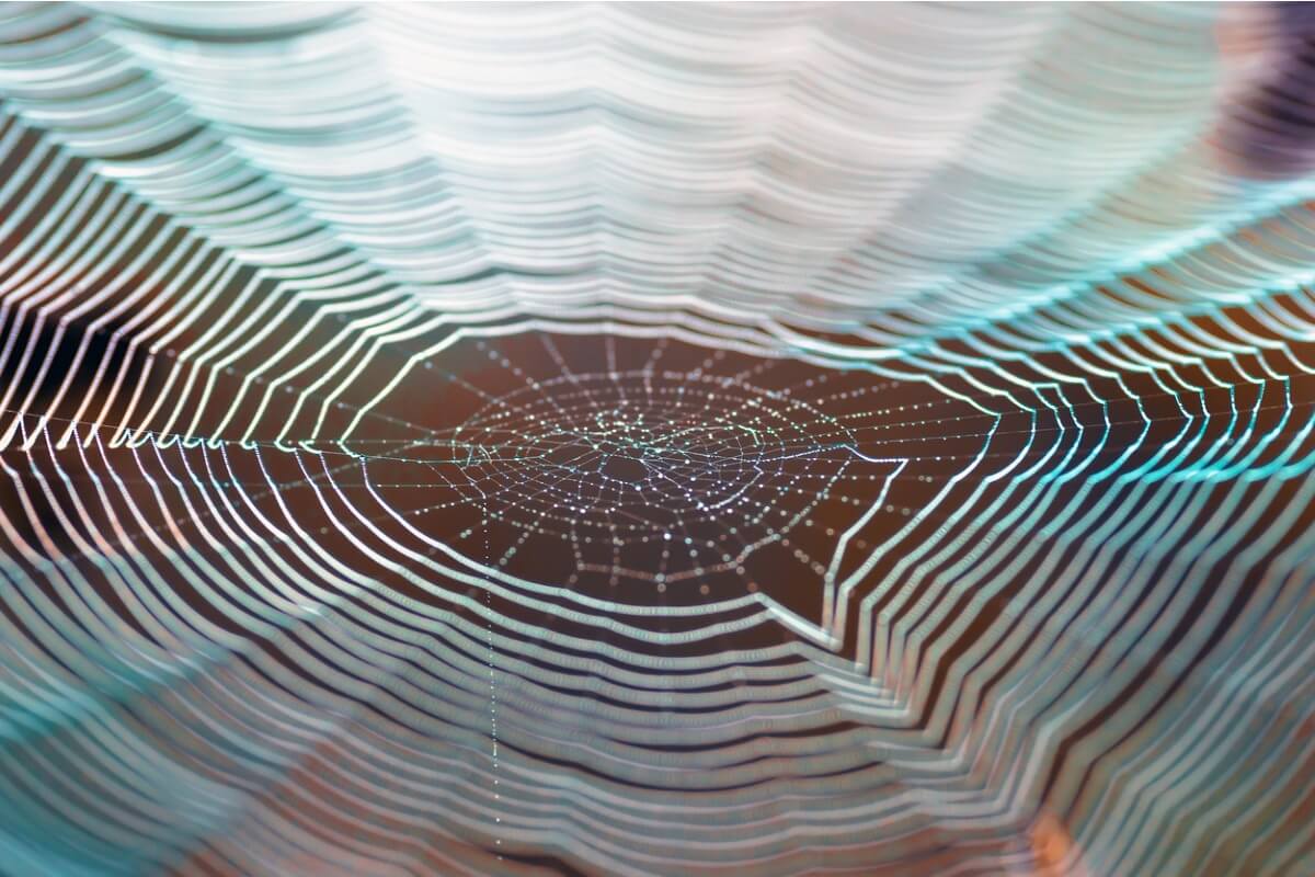 Una tela de araña.
