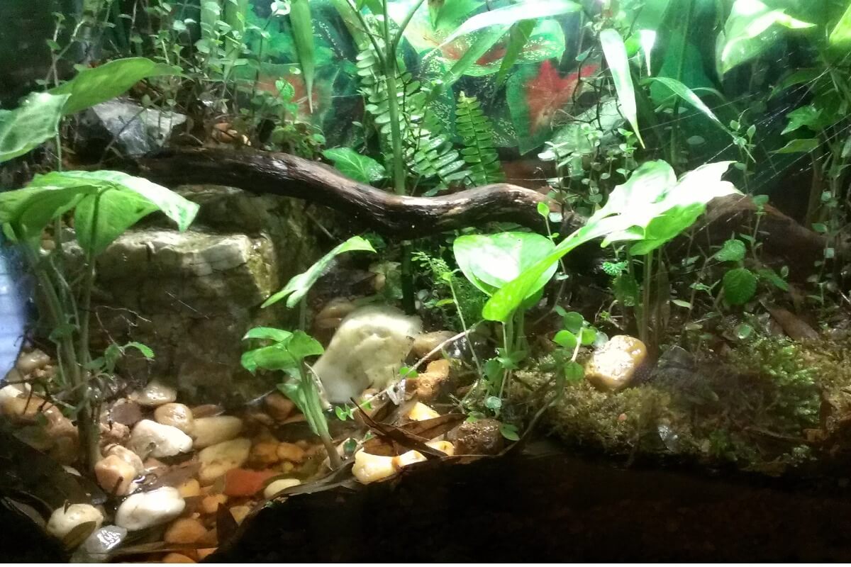 Un buen terrario para una rana tropical.