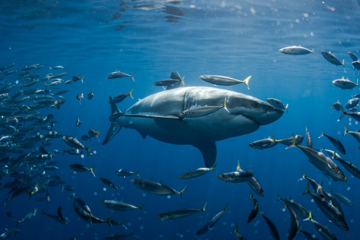 Der größte Allesfresser der Welt - Haie im Meer