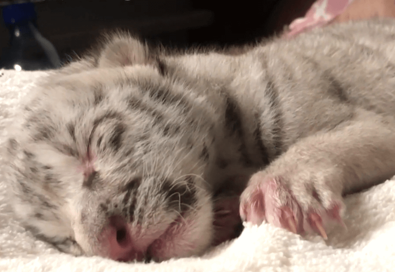 Nieve: primera tigresa blanca que nace en cautiverio