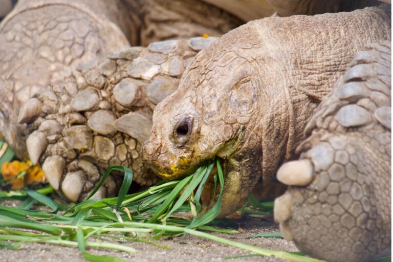 Mi tortuga no come: ¿por qué?