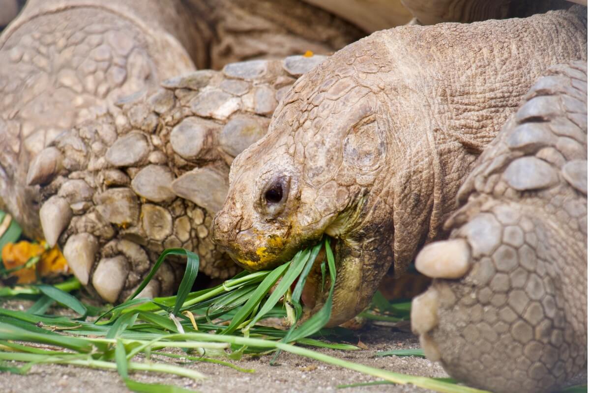 A tortoise eating.