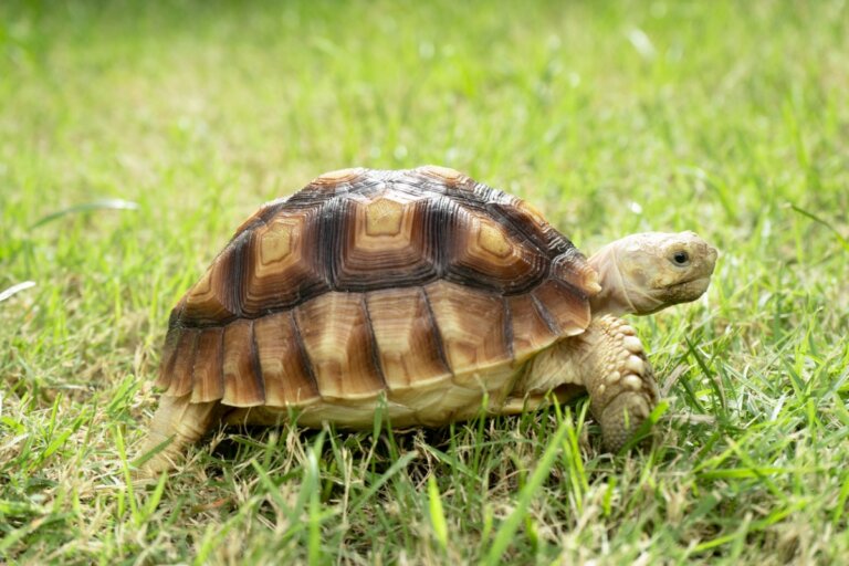 ¿Qué necesito para cuidar a una tortuga de tierra?