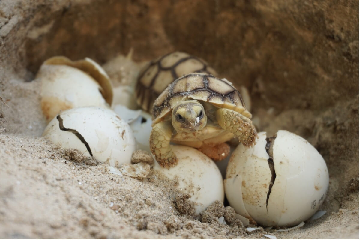 ¿Cómo la temperatura determina el sexo de algunas tortugas?