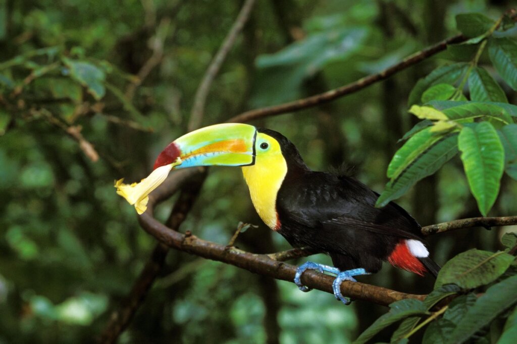 Un tucán comiendo flores.