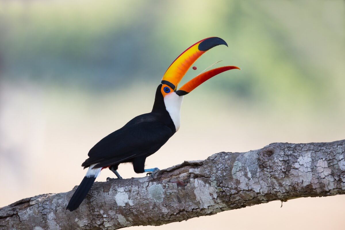 L alimentazione Del Tucano l-alimentazione-del-tucano