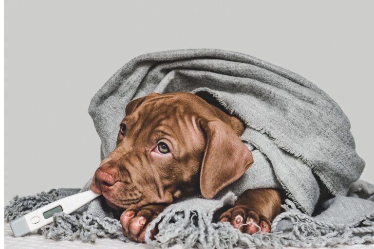 Tularemia en perros: síntomas y tratamiento