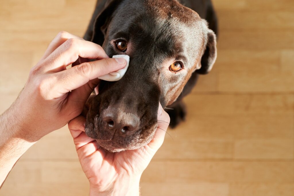 7 tipos de secreciones oculares en perros (y qué significan)
