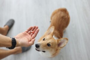 Albendazol para perros: dosis y contraindicaciones