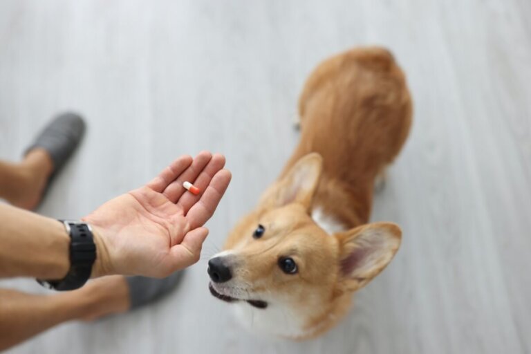 Albendazol para perros: dosis y contraindicaciones
