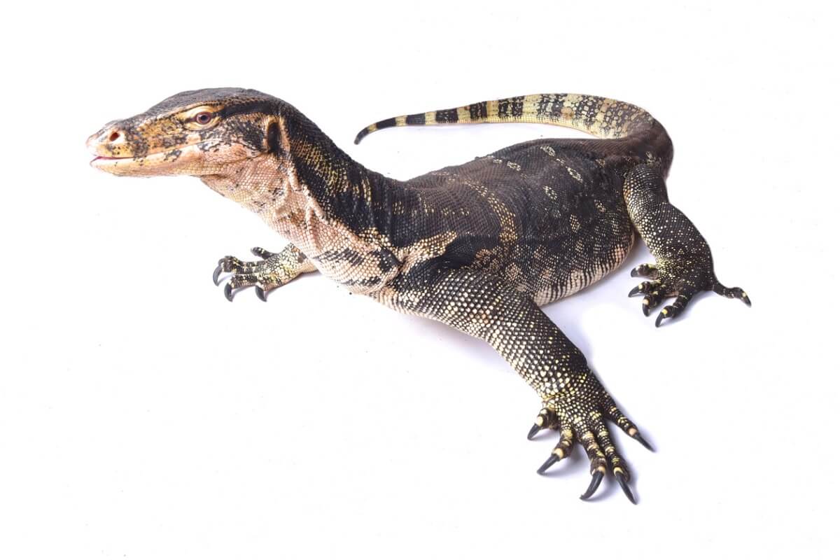 A monitor lizard.