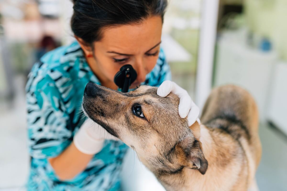 Uma veterinária checando os olhos de um cachorro.
