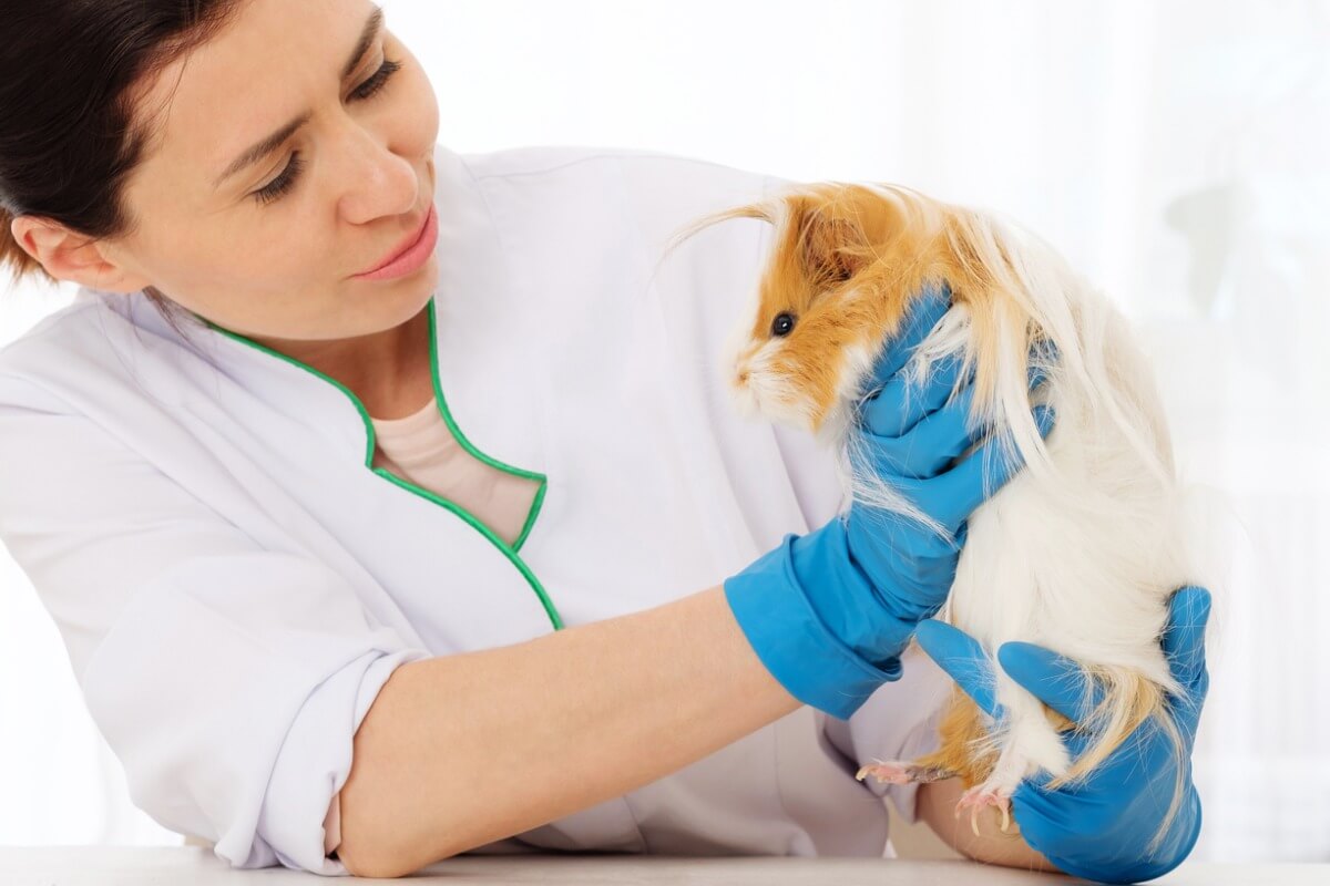 Una veterinaria examina a una cobaya. 