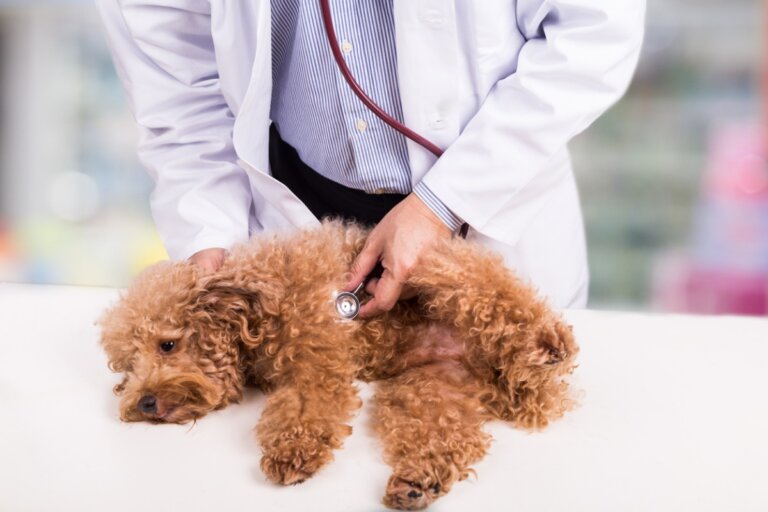Enfermedades más comunes en perros caniches