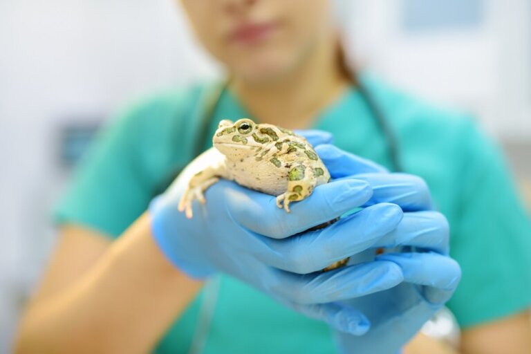 Enfermedades más comunes de las ranas
