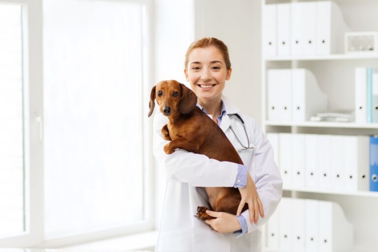 Peritonitis en perros: causas, síntomas y tratamiento