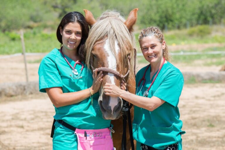 Trastornos hormonales de los caballos