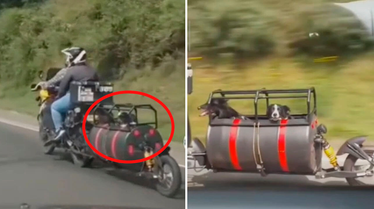 Pareja para poder viajar con sus perritos acondiciona su motocicleta