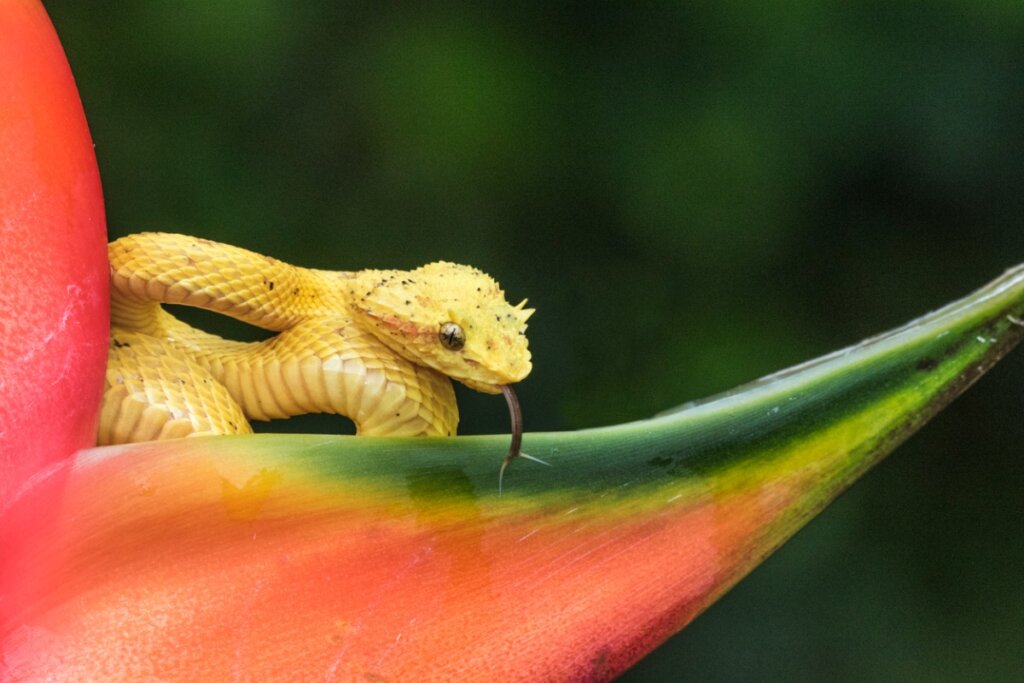 Uno de los animales más bellos de Perú.