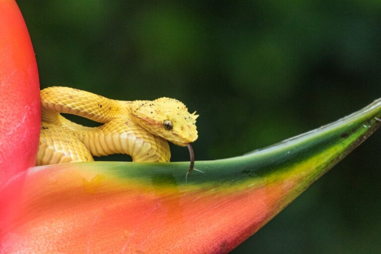 Los 10 animales más bellos de Perú