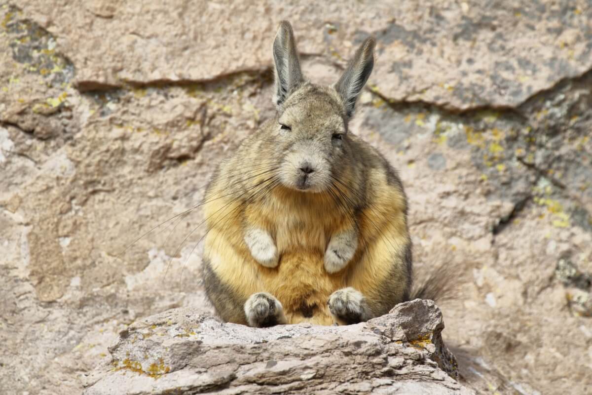 Uno de los animales más bellos de Perú.
