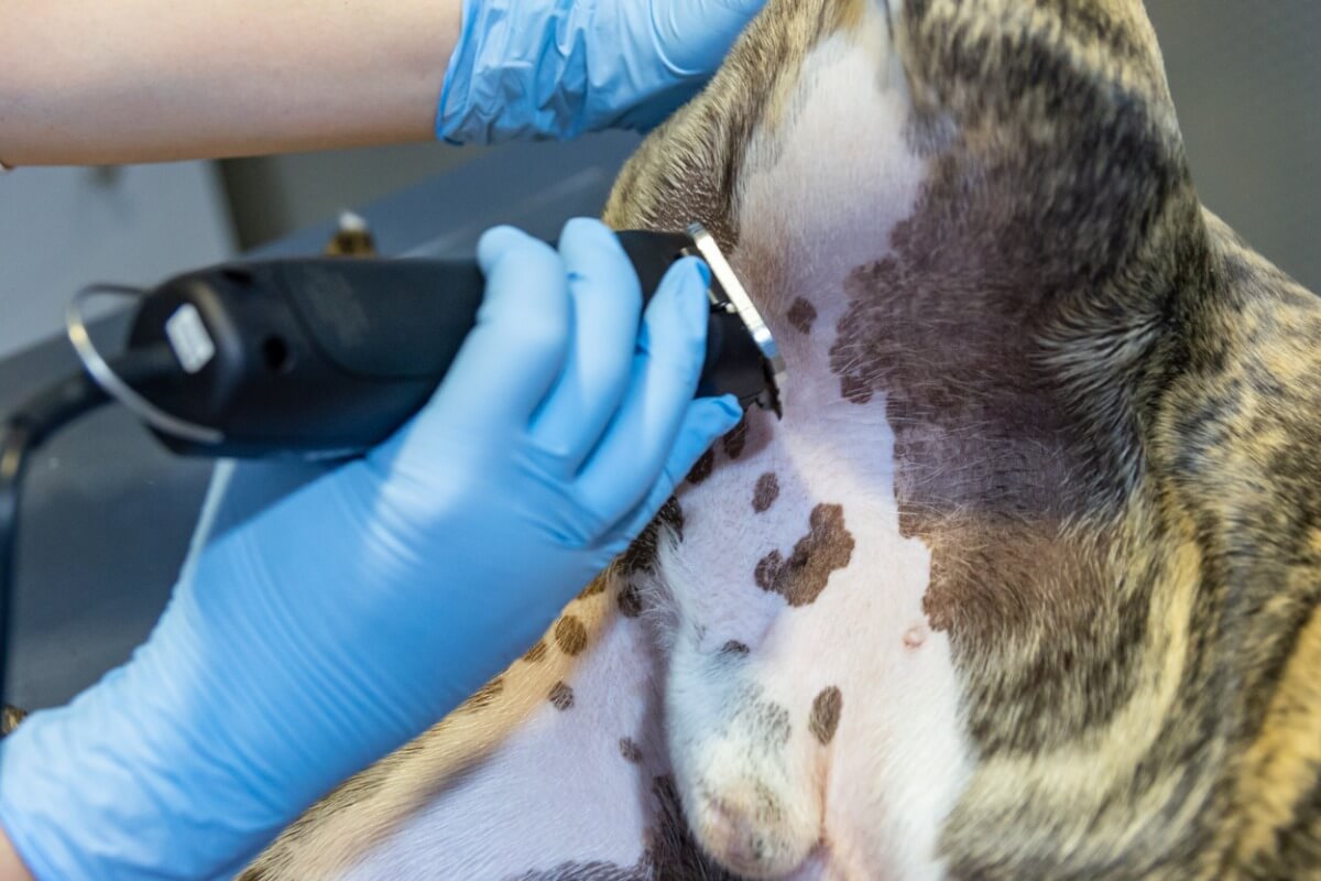 O tumor testicular em cães pode se manifestar de várias maneiras.
