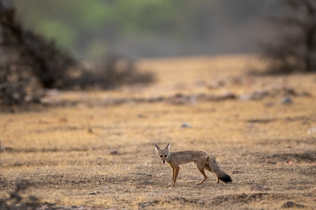 Un zorro de Bengala en el desierto. 