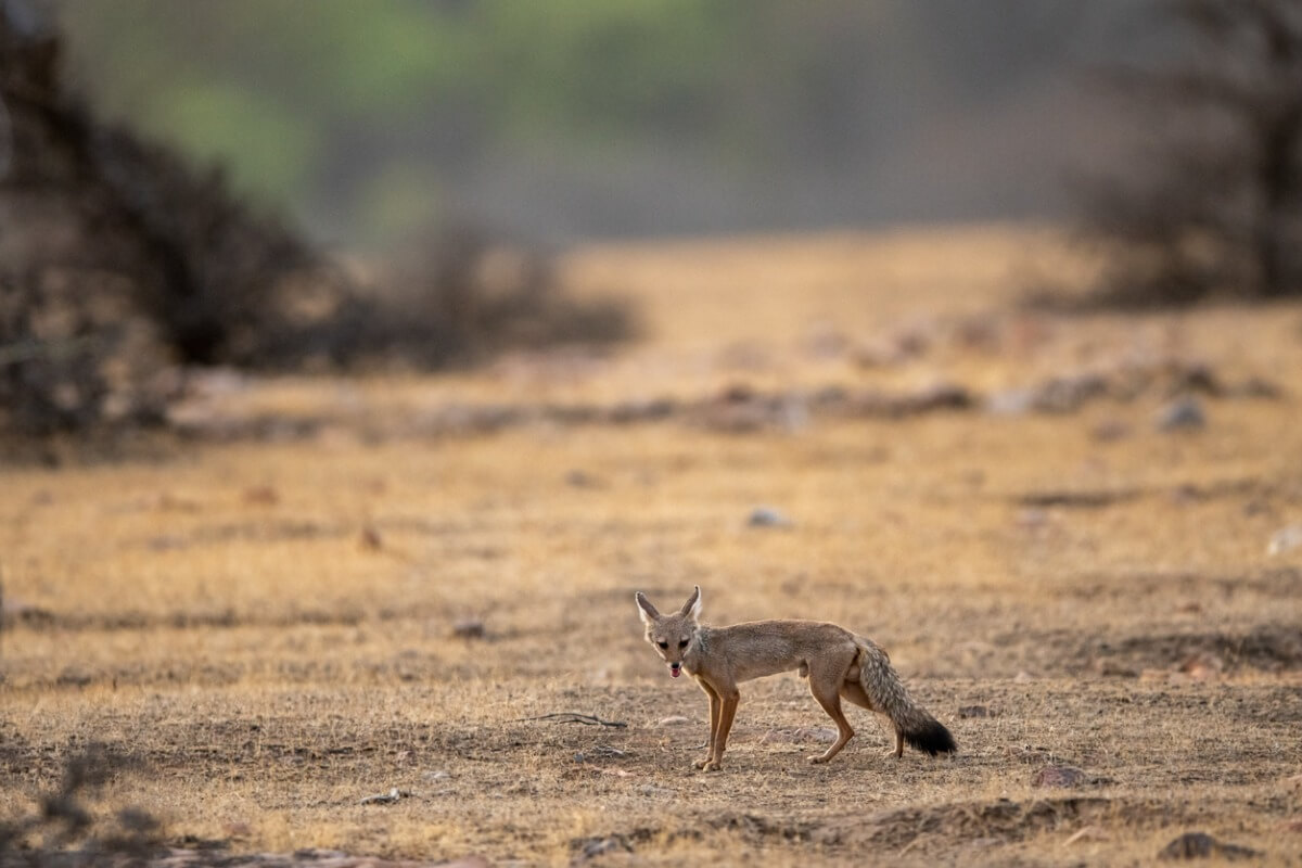 Un zorro de Bengala en el desierto.