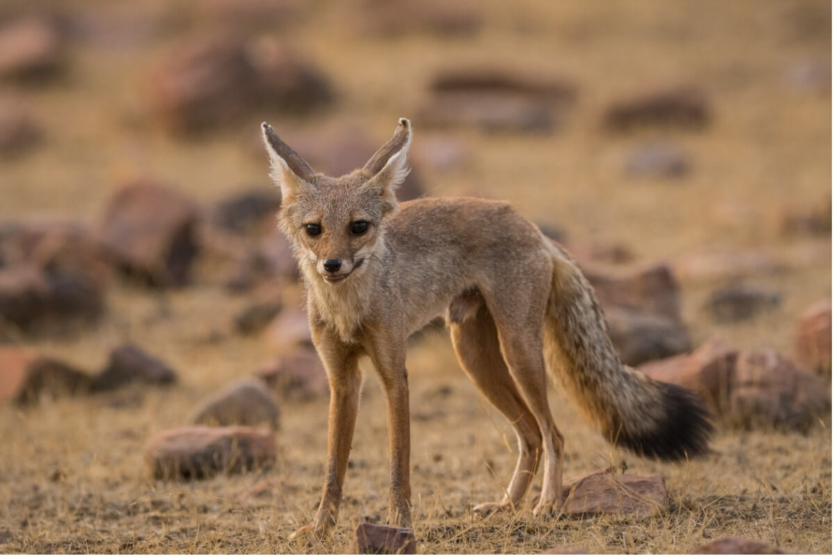 Un renard du Bengale souriant.