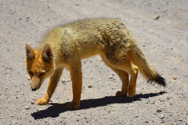 Zorro culpeo: hábitat y características