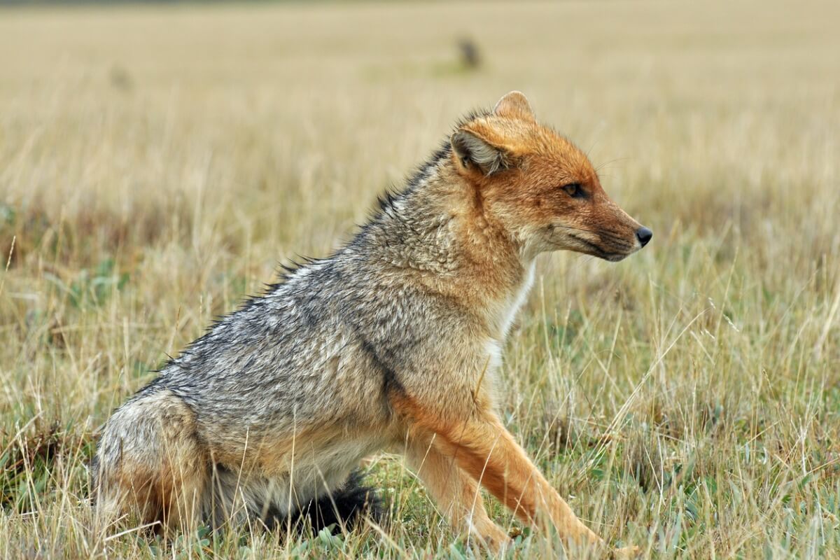 Un zorro culpeo mirando al horizonte.