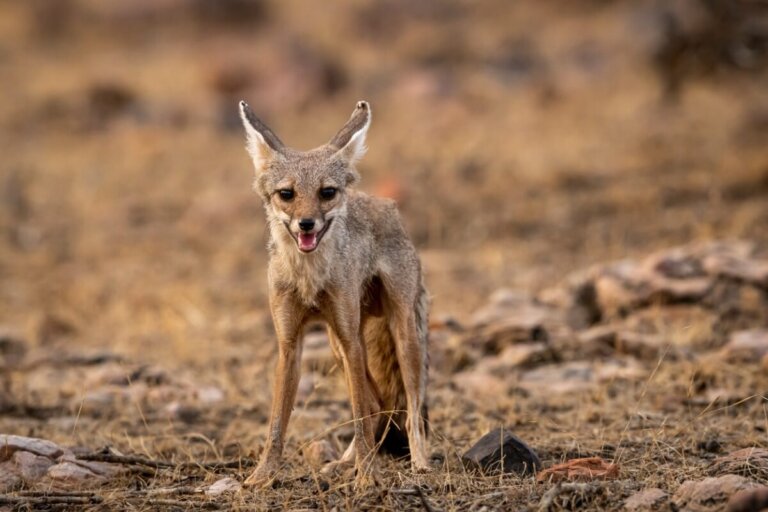 Zorro de Bengala: hábitat y características