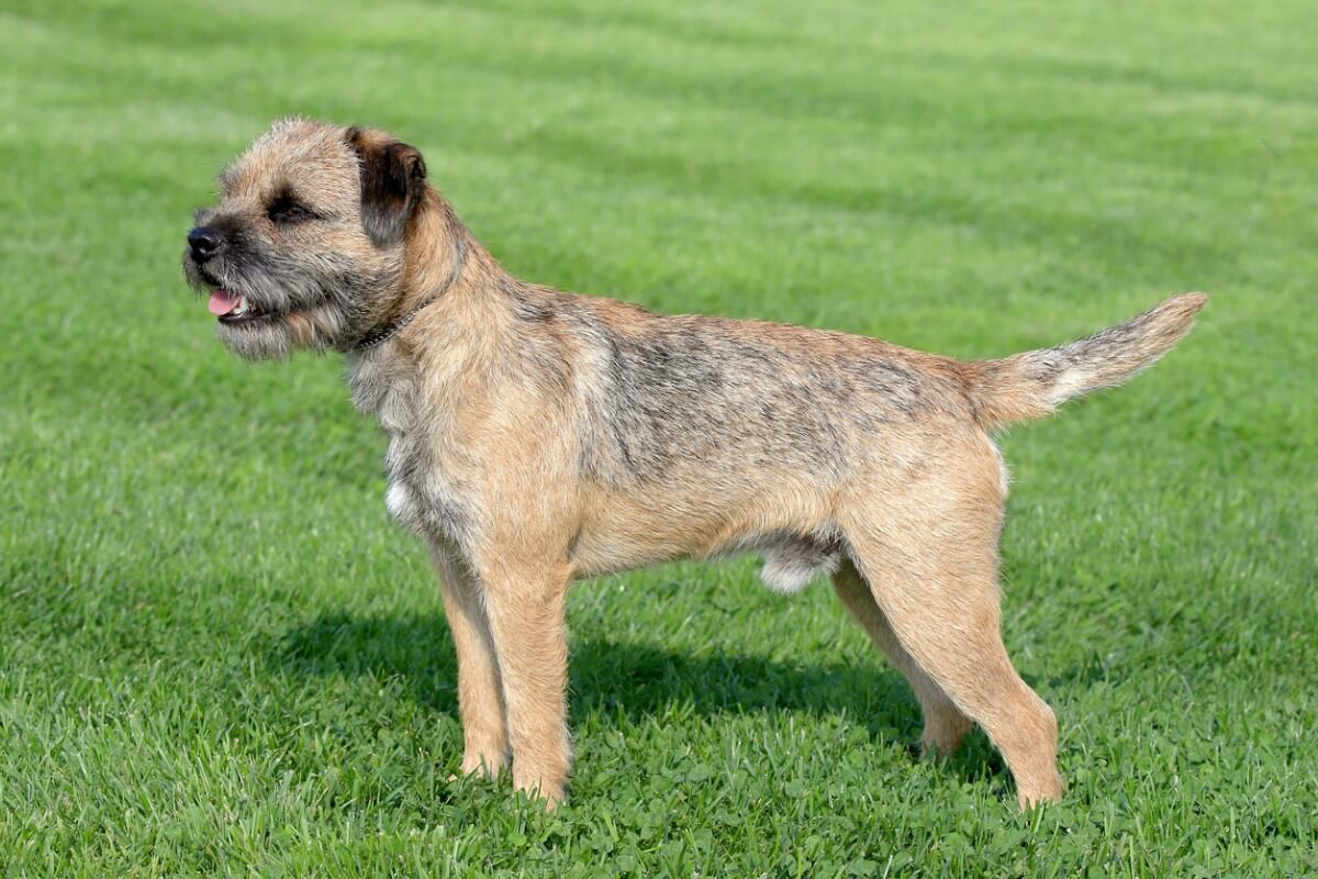 A border terrier.
