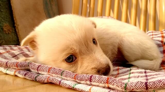 Perro tierno